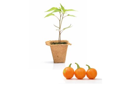 Capezzoli di Scimmia