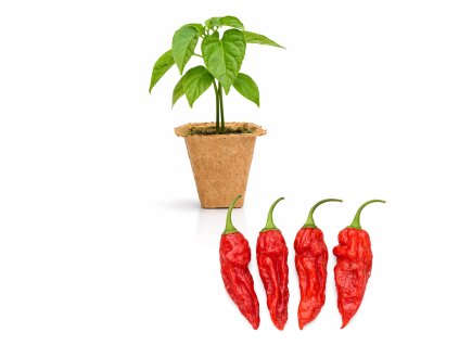 Fatalii Red