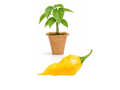 Fatalii Yellow