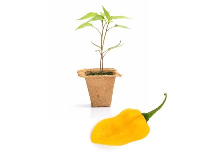 Hainan Yellow Lantern