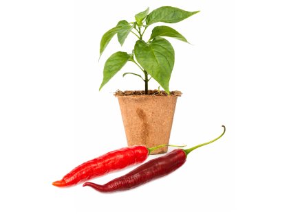 Aji Mojo