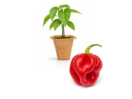 Scotch Bonnet Safari