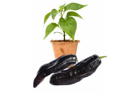 Aji Panca