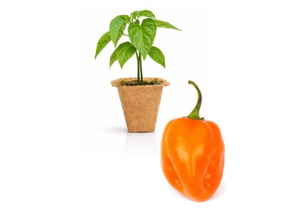 Habanero Orange
