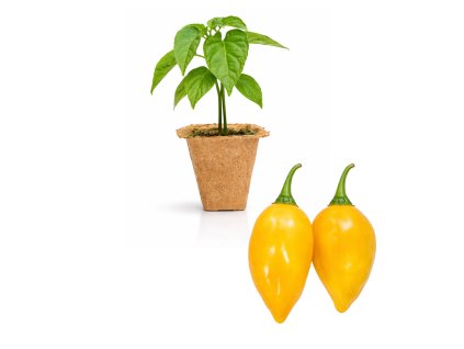 Habanero Marobie Yellow