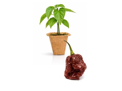 Apocalypse Chocolate