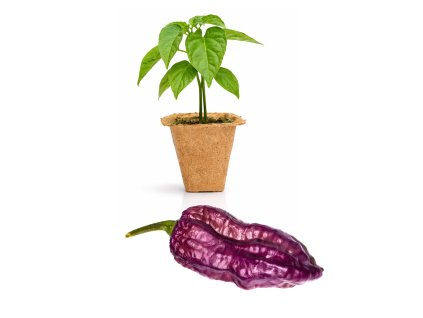 Bhut Jolokia Purple