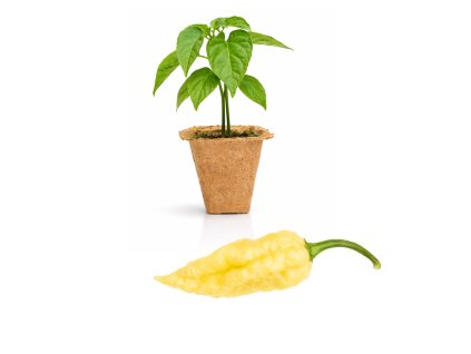 Bhut Jolokia White