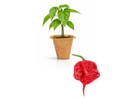 Carolina Reaper