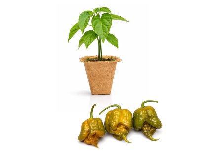 Carolina Reaper Mustard