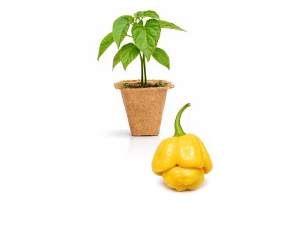 Moruga Yellow