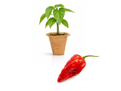 Naga Morich