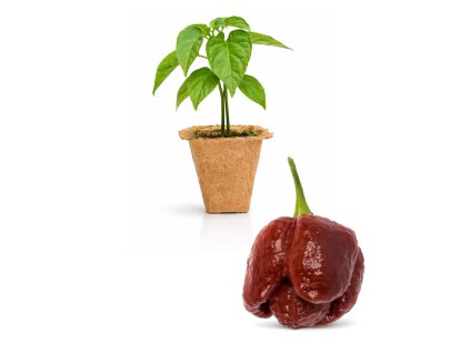 Trinidad Moruga Chocolate