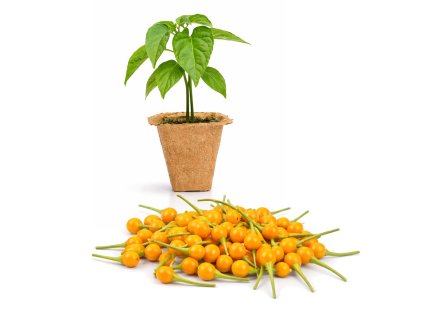 Aji Charapita Orange