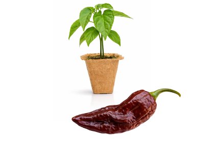 Bhut Jolokia Chocolate