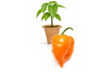 Habanero Mild Orange