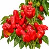 Turkish Flower Pepper2