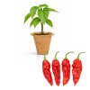 Fatalii Red