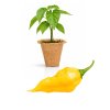 Fatalii Yellow