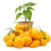 Aji Fantasy Orange