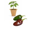 Rocoto Brown