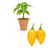 Habanero Marobie Yellow