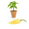 Bhut Jolokia White