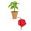 Carolina Reaper