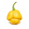 Moruga Yellow2