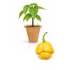 Moruga Yellow