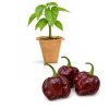 Scotch Bonnet Chocolate