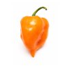 Habanero Mild Orange2