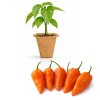 Bhut Jolokia Orange