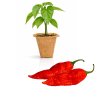 Bhut Jolokia Red