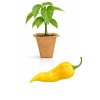 Bhut Jolokia Yellow