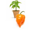 Habanero Mild Orange