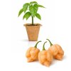 Trinidad Moruga Scorpion Peach