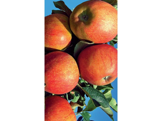 Braeburn