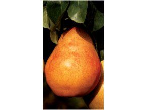 Návrh bez názvu (12)