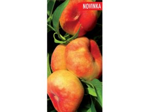 Skupina zimní Plod velký, aromatický Plodnost brzká, pravidelná Zralost polovina října, sklad do května Odolnost vysoká proti mrazu i chorobám (62)