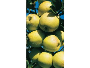 golden delicious