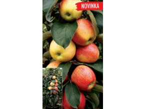 Skupina zimní Plod velký, aromatický Plodnost brzká, pravidelná Zralost polovina října, sklad do května Odolnost vysoká proti mrazu i chorobám 2024 03 12T113343.497