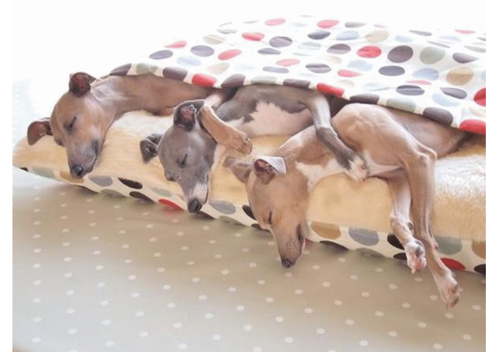 Fotonávod na pelíšek  s dekou v jednom