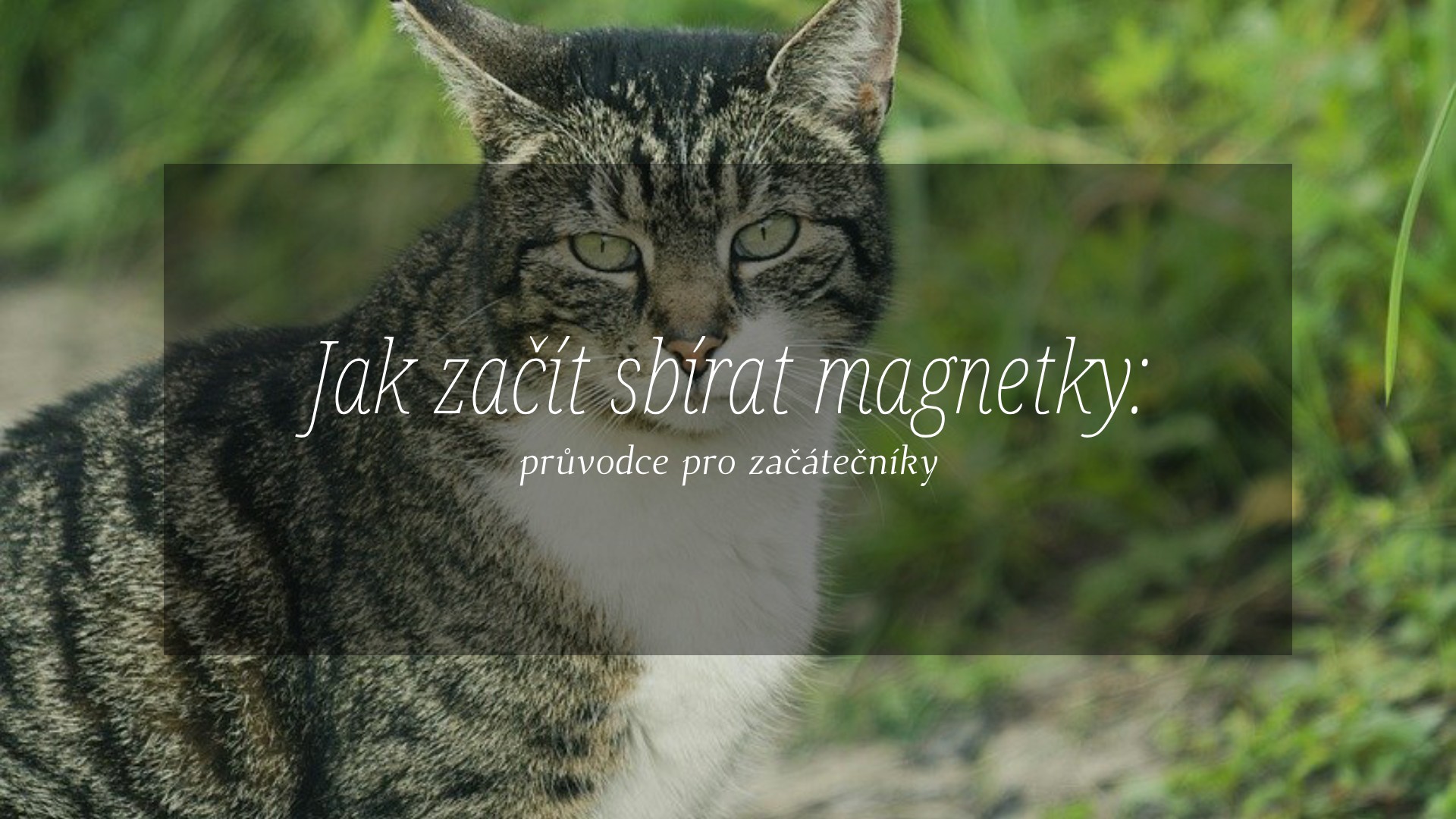 Jak začít sbírat magnetky: průvodce pro začátečníky
