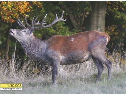 Magnetka Jelen obecný Parohatá pýcha hor 1.30.008