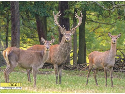 Magnetka Jelen obecný Rodina lesa 1.30.011