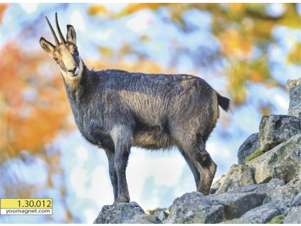 Magnetka Kamzík horský Poutník horských svahů 1.30.012