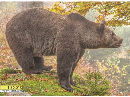 Magnetka Medvěd hnědý Vládce podzimu 1.30.019