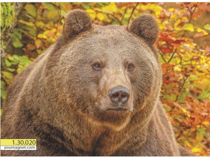 Magnetka Medvěd hnědý Pohled divočiny 1.30.020