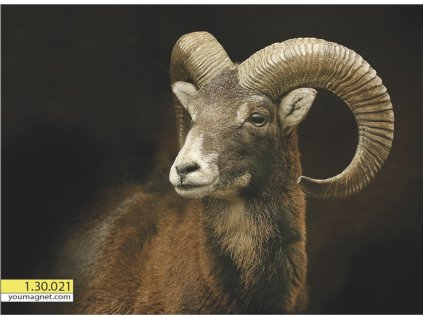 Magnetka Muflon evropský Hrdý postavou 1.30.021